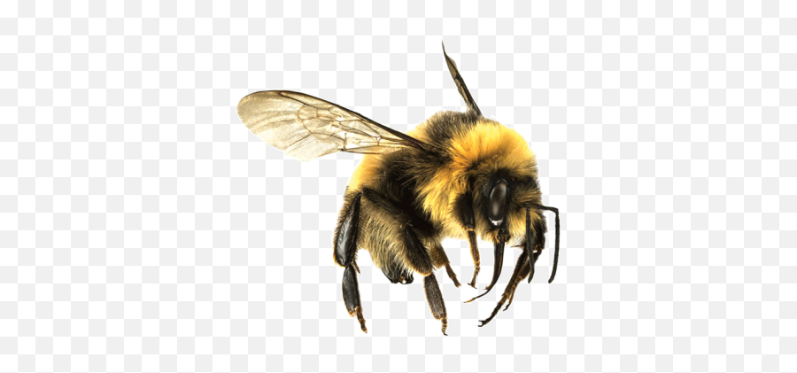 Download Bee Free Png Transparent Image And Clipart Emoji,Bumble Bee Emoji