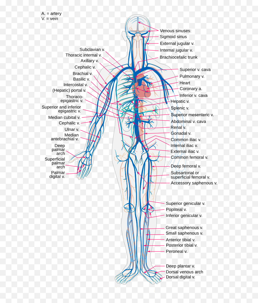 Vain Vs Vein - Whatu0027s The Difference Ask Difference Circulatory System Emoji,Horny Emotions