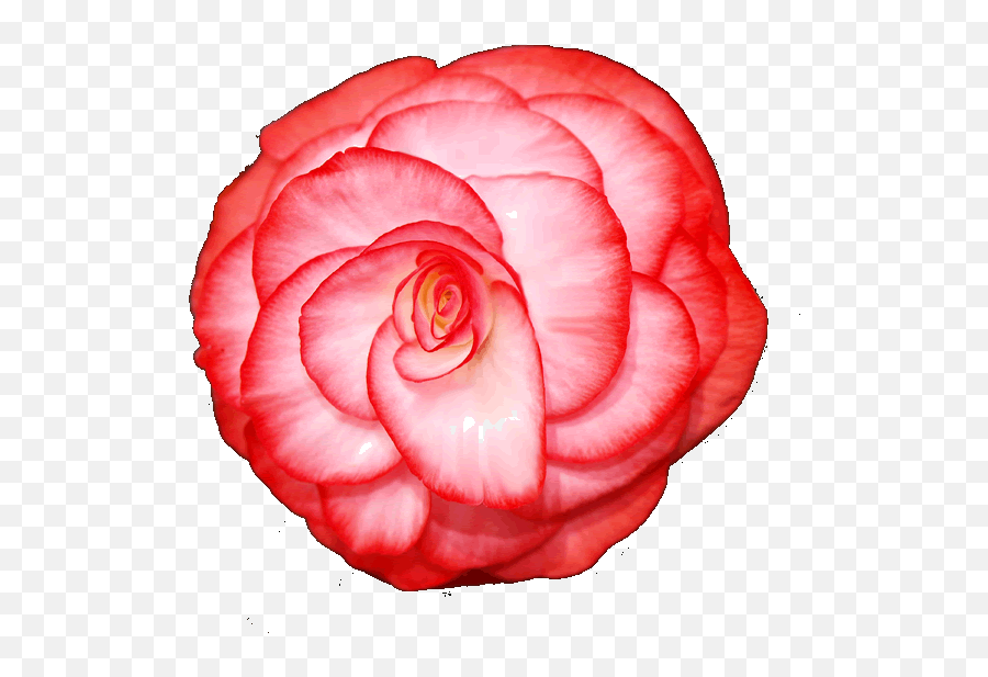 Fioricoloriprofumi - Garden Roses Emoji,Emoticon Ammalato