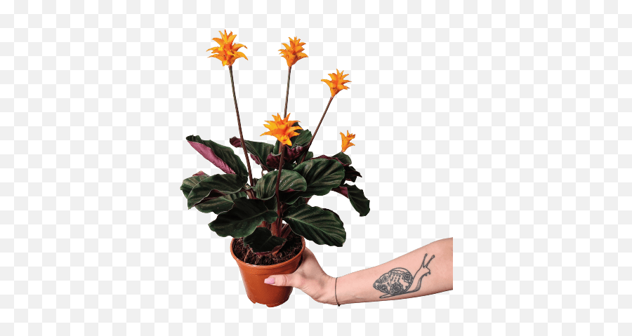Plants - Temporary Tattoo Emoji,How To Make Facebook Flower Emoticons
