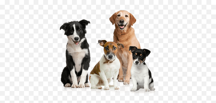 About Us - Tails Boston Dogs Png Transparent Background Emoji,Clip Art Puppy Emotions