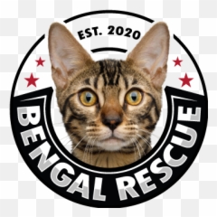 Bengal Rescue - Bengal Cat Rescue Emoji,Ech Cat Emotion