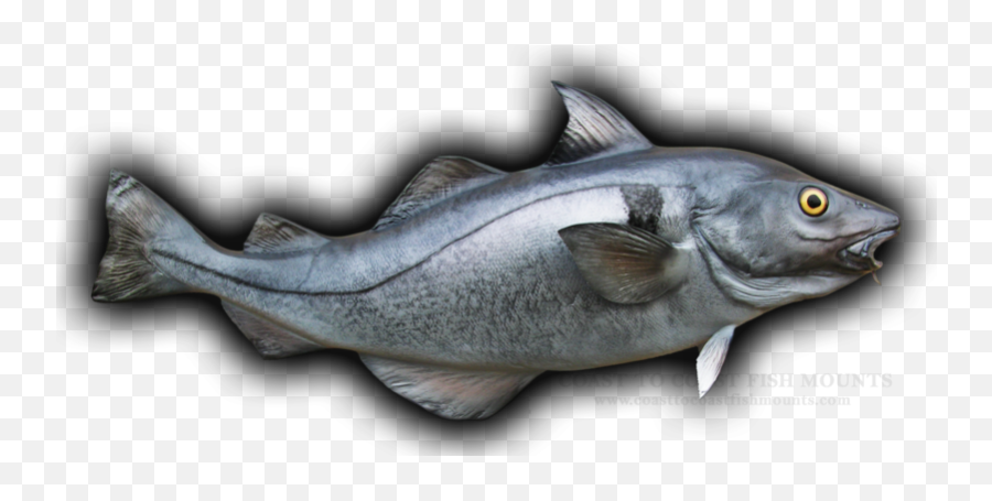 Haddock Fish Mounts Replicas - Haddock Emoji,Fish Emotions
