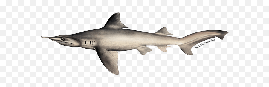 Endangered Species Spotlight - Endangered Species In Trinidad Daggernose Shark Emoji,Shark Emoticon Depth