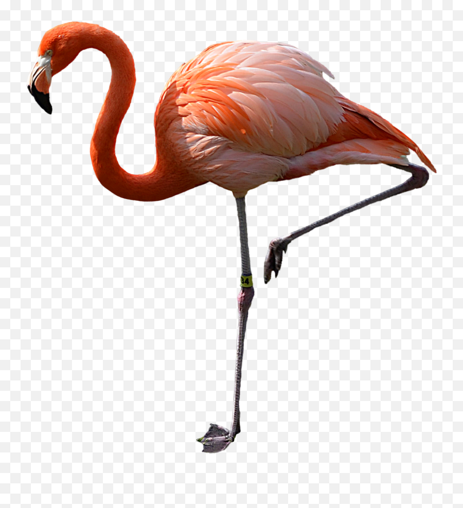 Clipartion Flamingo - Real Flamingo Png Emoji,Pink Flamingo Emoji