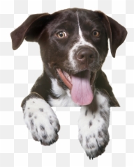 Our Pet Spa In Mandeville I Lakeshore Veterinary Hospital - Black White Catahoula Lab Mix Emoji,Dog Showing Emotion Tumblr