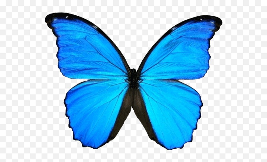 Rozy Space Emoji,2 Blue Butterfly Emojis