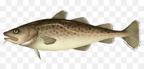 Alaska Pollock Noaa Fisheries Emoji,Emotion Fisherman Mods
