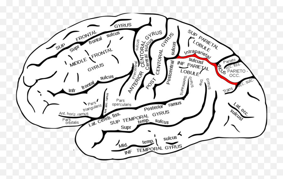 Visual Cortex - Psynso Emoji,Cortical Lesion Emotion Sight Visual Cortex - Psynso Emoji,Cortical Lesion Emotion Sight