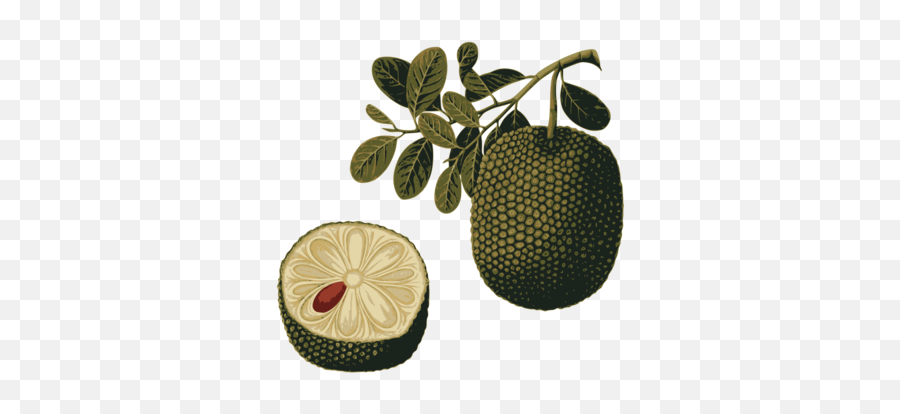 Pineapple Photo Background Transparent Png Images And Svg Emoji,Jackfruit Emoji