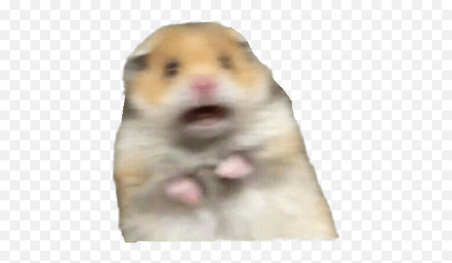 Animais Figurinha Meme - Hamster Meme Emoji,Guinea Pig Emoji