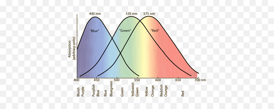 What Does Reality Look Like - Cones Color Emoji,Feeling Emotion Color Music Numbers Perception Of Reality