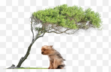 An Emotional Smoke Screen - Leaning Tree Emoji,A World Wind Of Emotions