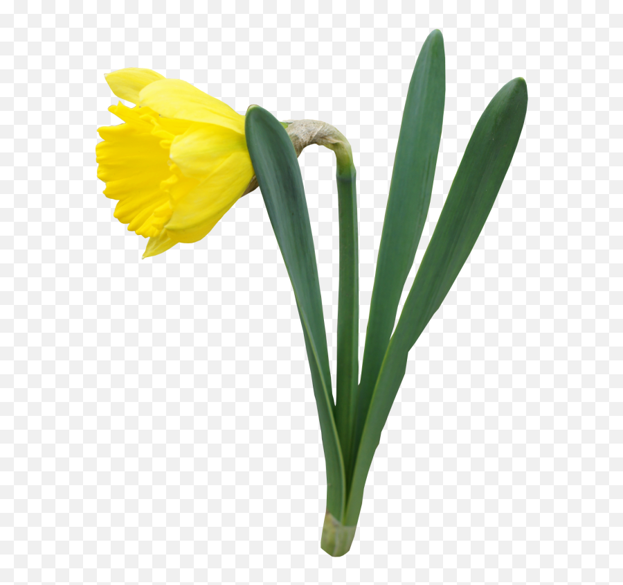 Free Daffodils Clipart Download Free - Flowers Plant Transparent Background Emoji,Emoticon Daffodil