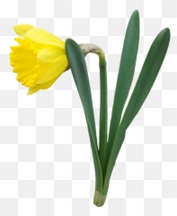 Free Daffodils Clipart Download Free - Flowers Plant Transparent Background Emoji,Emoticon Daffodil
