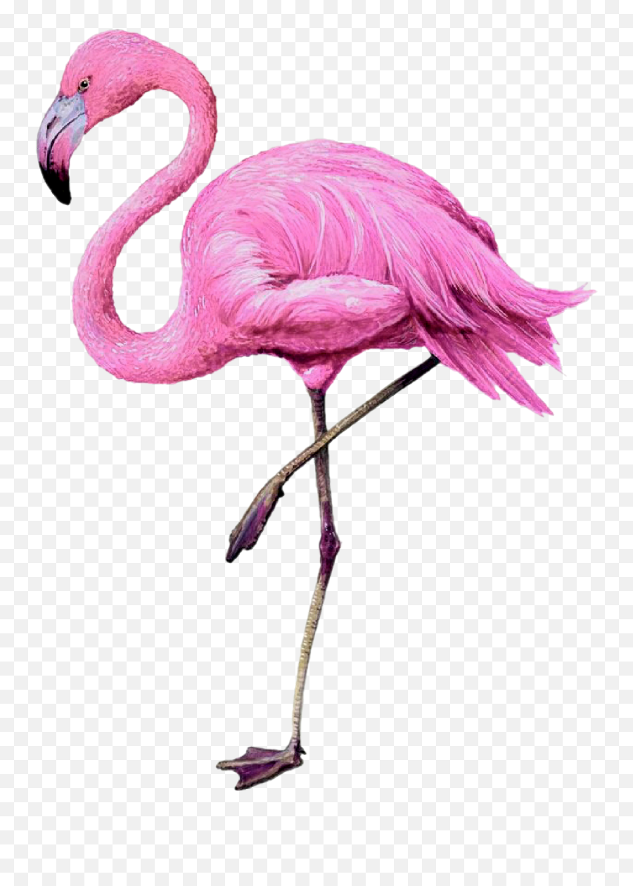 Flamingo Pinkflamingo Pink Sticker - Pink Flamingos Flamingo Drawing Emoji,Pink Flamingo Emoji