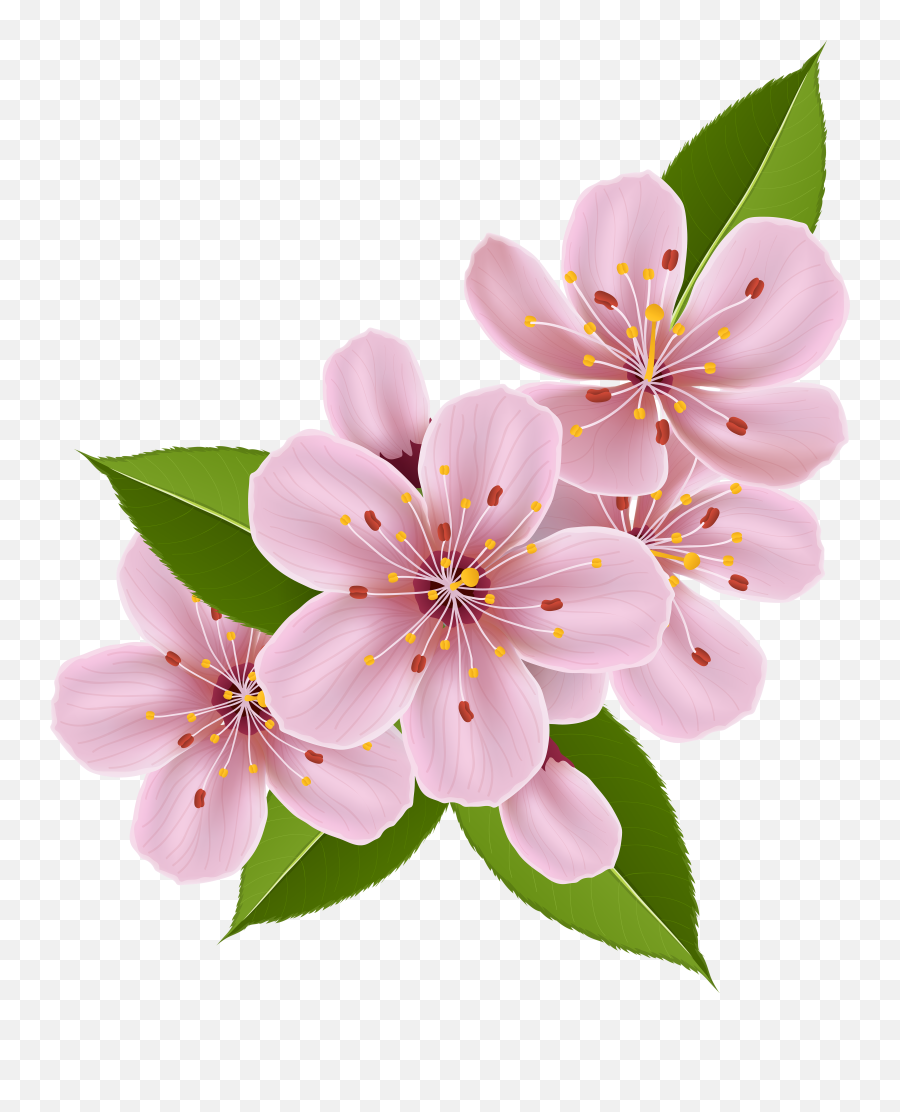 Cherry Blossom Flower Png U0026 Free Cherry Blossom Flowerpng - Cherry Blossom Flower Clipart Emoji,Cherry Emoji