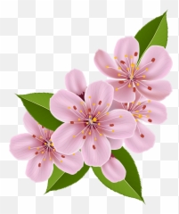 Cherry Blossom Flower Png U0026 Free Cherry Blossom Flowerpng - Cherry Blossom Flower Clipart Emoji,Cherry Emoji