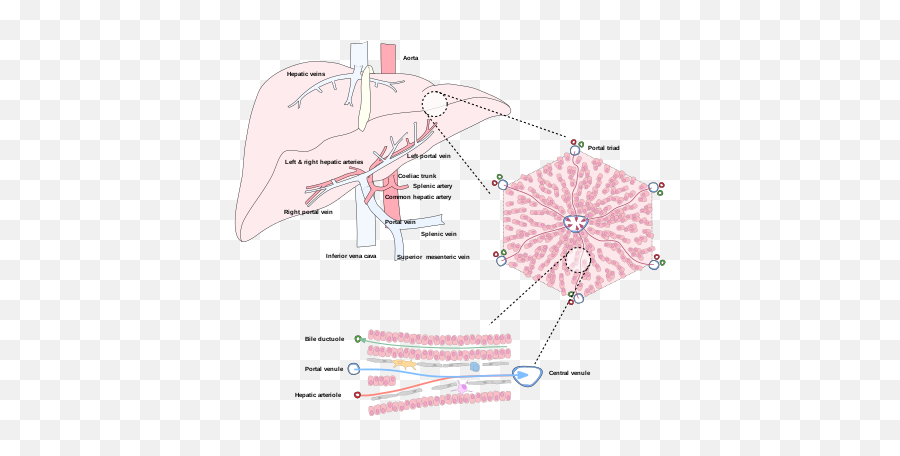 Liver - Ts Of Liver Lobe Emoji,Liver And Emotions