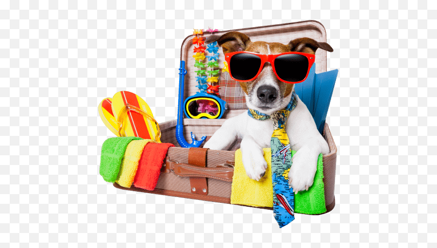 Pet Transport Service - Pet Travel With Ease Pets2fly Pets With Suitcase Emoji,Inside Out Dog Emotions