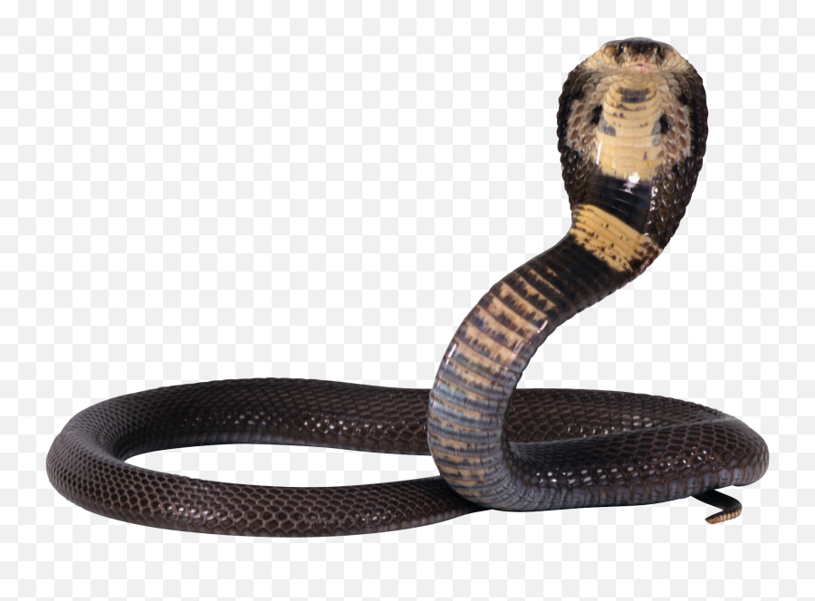 Cobra Snake Png Image Free Download - Snake Png Emoji,Snake Emoji Png