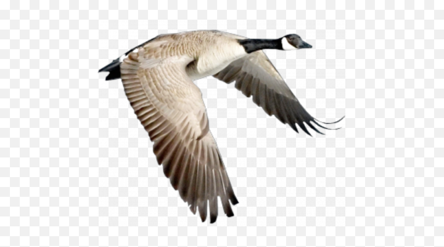 Trend Bird Birds Animals Animal Sticker - Canada Goose Flying Emoji,Canadian Goose Emoji