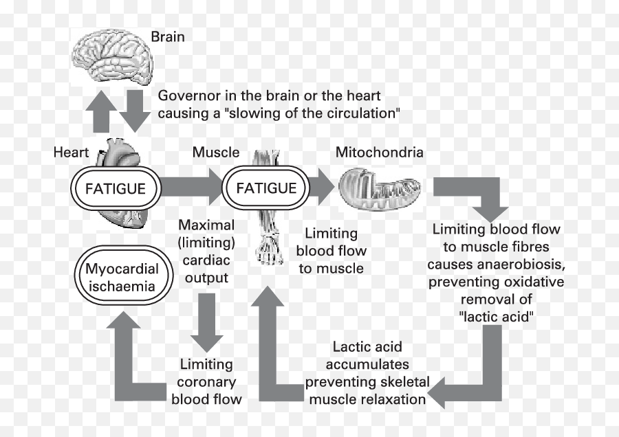 Hill And His Colleagues Described A Model Of Human Exercise - Causes Fatigue During Exercise Emoji,Emotion Caddy