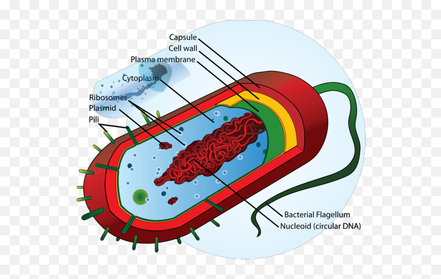 Bacteria Cell Png Svg Clip Art For Web - Prokaryotic Cell Emoji,Pili Emoji