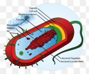 Bacteria Cell Png Svg Clip Art For Web - Prokaryotic Cell Emoji,Pili Emoji