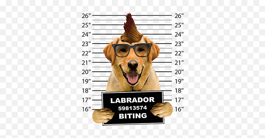 Yellow Lab Dog Lover Gifts - Animaldencom Photo Caption Emoji,Happy Birthday Emoticons With Labrador Retriever
