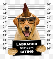 Yellow Lab Dog Lover Gifts - Animaldencom Photo Caption Emoji,Happy Birthday Emoticons With Labrador Retriever