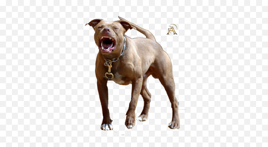 Pit Bull Psd Official Psds - Pit Bull Psd Emoji,Pitbull Emoji