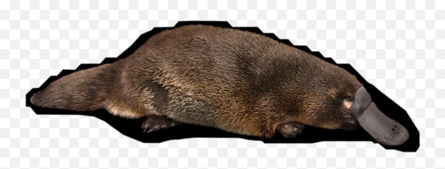 Largest Collection Of Free - Toedit Ornitorrinco Stickers Otter Emoji,Platypus Emoji