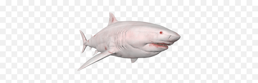 Listings For Bull - Great White Shark Emoji,Shark Emoticon Depth