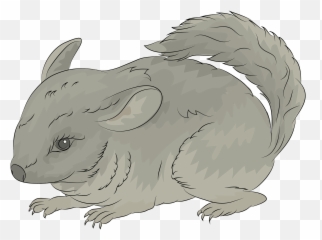 Chinchilla Clipart - Chinchilla Clipart Emoji,Chinchilla Emoji