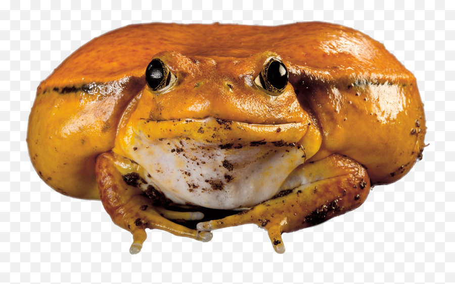 The Search Is On - Tomato Frog Emoji,Mexican Frog Emoticon