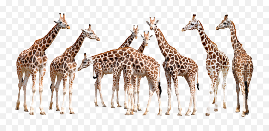 The Most Edited - Herd Of Giraffe Emoji,Jirafe Emojis Png