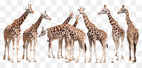 The Most Edited - Herd Of Giraffe Emoji,Jirafe Emojis Png