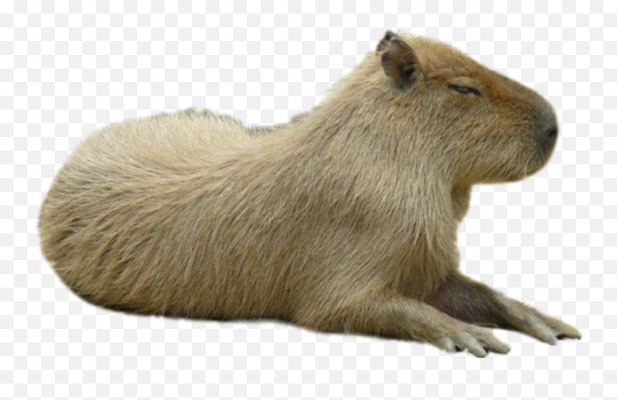 The Most Edited Carpincho Picsart Emoji,Capybara Emoticon