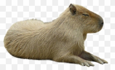 The Most Edited Carpincho Picsart Emoji,Capybara Emoticon