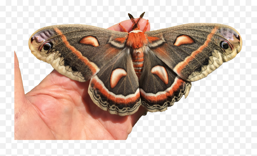 Species Spotlight - Cecropia Moth Us National Park Service Emoji,Molacules Of Emotion