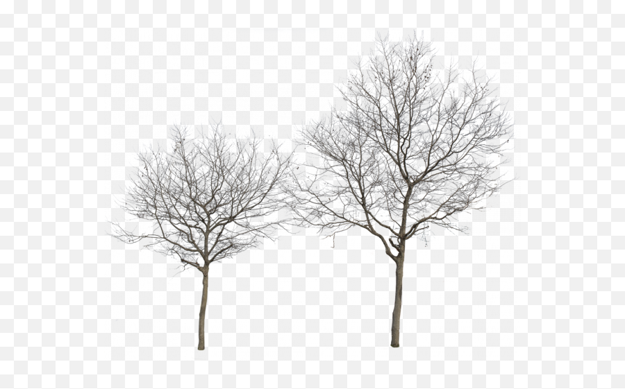 Winter Tree Transparent Png Png Mart Emoji,Snowy Tree Emoji