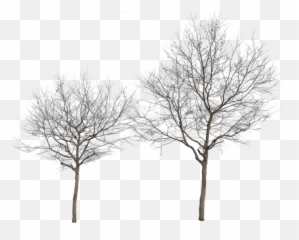 Winter Tree Transparent Png Png Mart Emoji,Snowy Tree Emoji