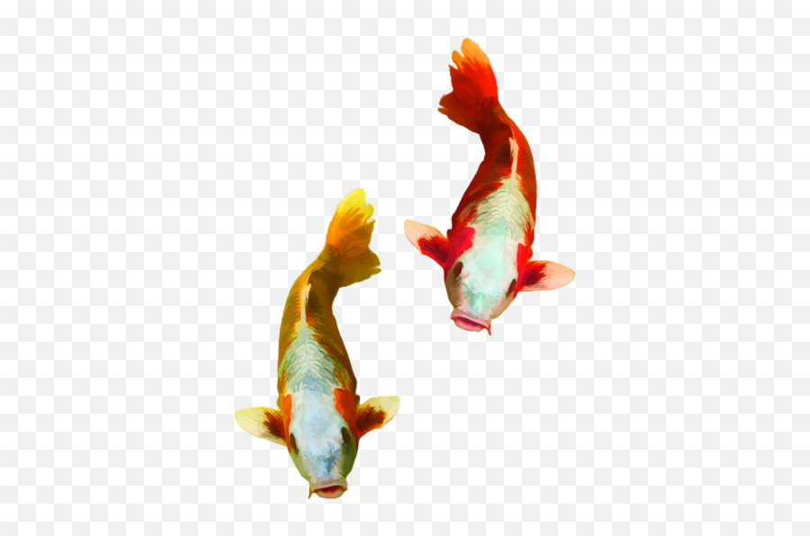 Small Fish Png Images Download Small Fish Png Transparent Emoji,Koi Fish Emoji