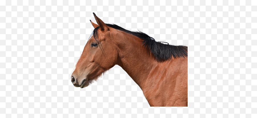 100 Free Horse Isolated U0026 Horse Photos - Pixabay Cabeça De Cavalo De Lado Emoji,Horse Emotions