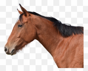 100 Free Horse Isolated U0026 Horse Photos - Pixabay Cabeça De Cavalo De Lado Emoji,Horse Emotions