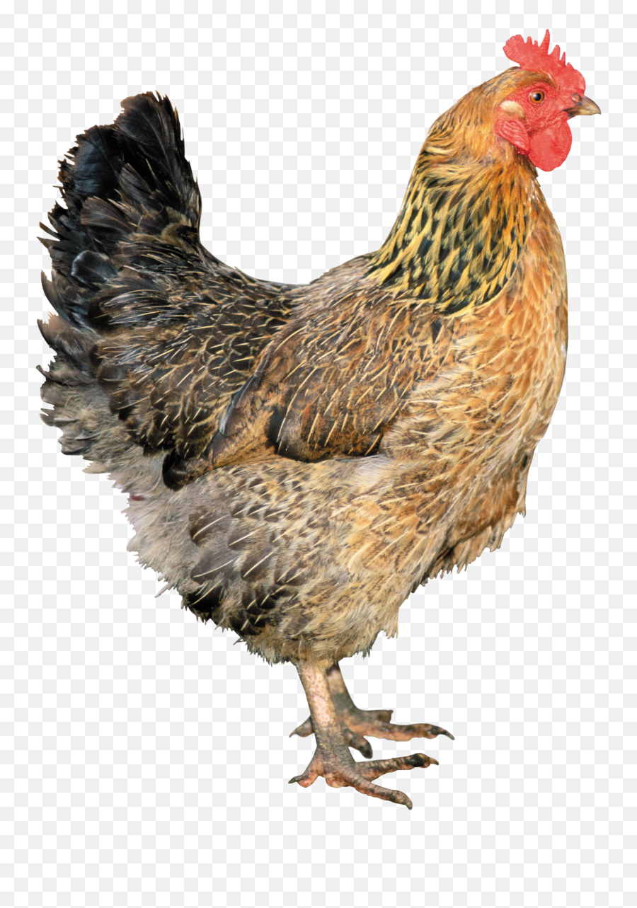 Chicken Png Image Resolution2565x3544 Transparent Png - Transparent Chicken Png Emoji,Chicken Emoji Png