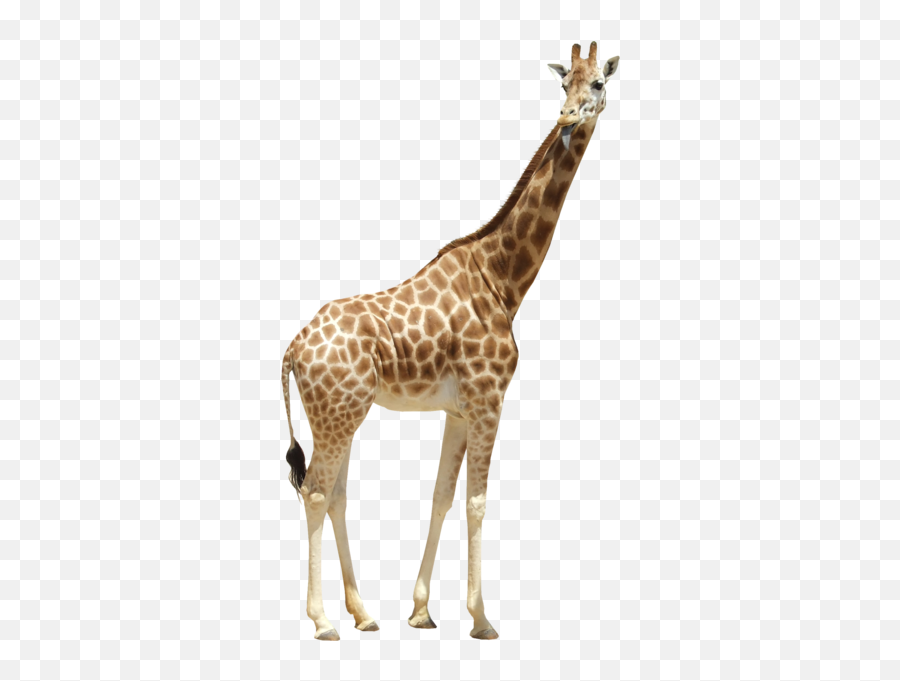 Giraffe Psd Official Psds - Giraffe Psd Emoji,Picture Of Giraffe Emoji