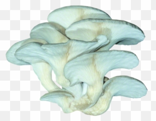Storing Mushroom Spawn - Mushroom Emoji,Mushroom Chestnut Jack O'lantern Emoji
