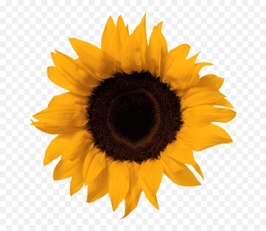 Sunflower Emoji Png - Sunflower Png,Sunflower Emoji